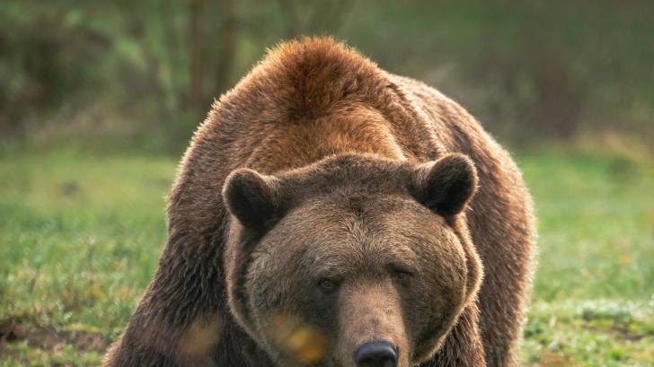 Neben dem Bären Balou vom Foto sind aktuell noch Ben und Felix wach. Neun weitere Bären halten aktuell Winterruhe.
