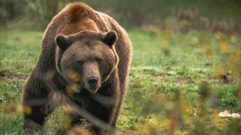 Neben dem Bären Balou vom Foto sind aktuell noch Ben und Felix wach. Neun weitere Bären halten aktuell Winterruhe.