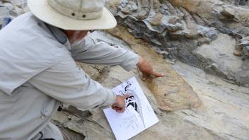 Paläontologen graben Dinosaurier-Skelett in Mexiko aus
