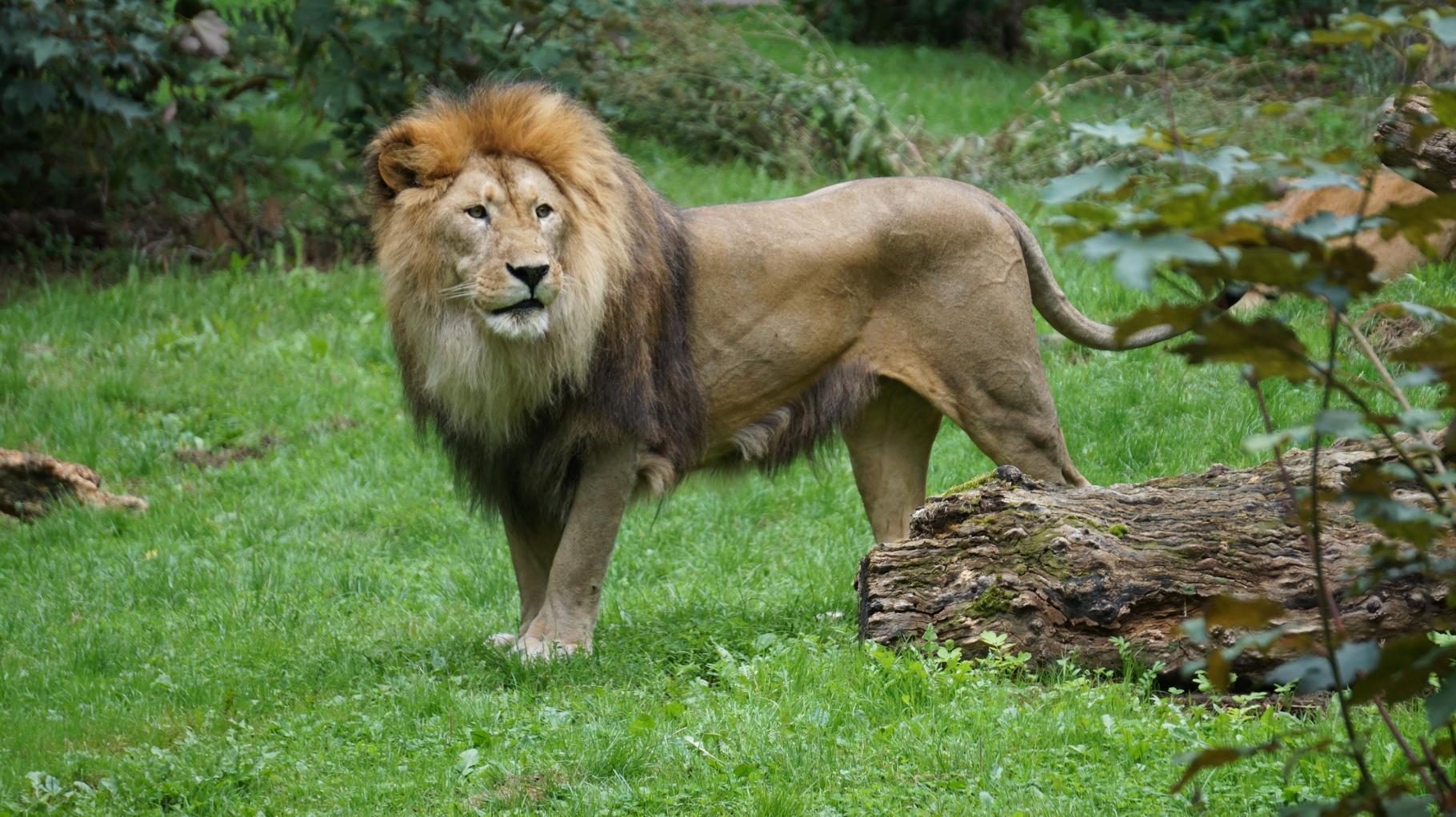Rostocker Zoo auf Suche nach neuem Löwen