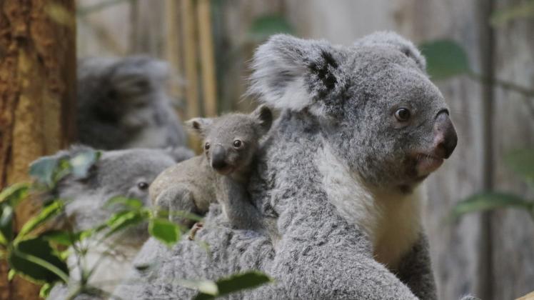 Kleiner Koala mit Mutter