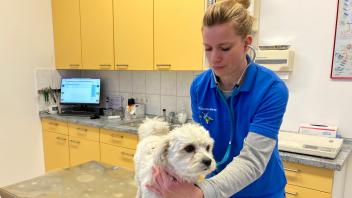 Tierärztin Daniela Merker bei der Untersuchung von Hund Max