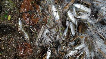 Ein trauriger Anblick bot sich am Freitag am Molfsee bei Kiel: Dort wurden viele tote Fische gefunden.