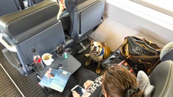 Adi an American Bulldog in an ICE train of Deutsche Bahn on Juni 18, 2022 in Würzburg, Germany.
