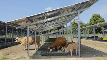 Der klare Vorteil der Agri-Solaranlage: Flächenversiegelung entfällt, Tiere zu halten oder Pflanzen darunter zu züchten, sind kein Problem.