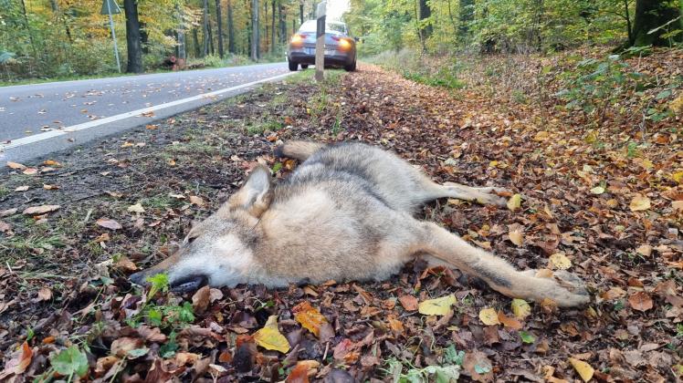 Wolf im Landkreis Osnabrück überfahren
