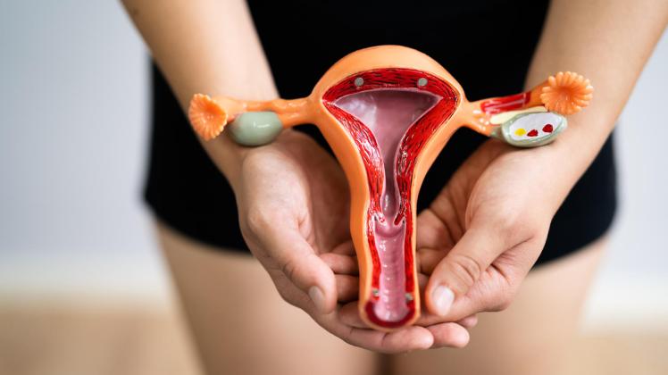 Frau zeigt Modell einer Vagina mit Uterus