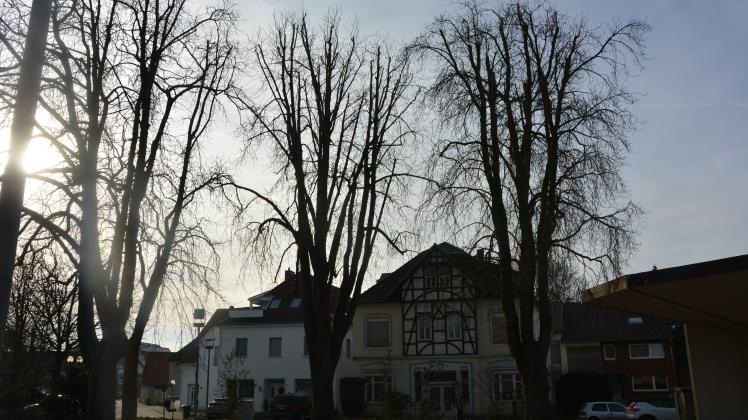 Mehrere alte Rosskastanien auf dem Thieplatz in Bad Laer sollen durch große, klimaresistentere Bäume ersetzt werden.