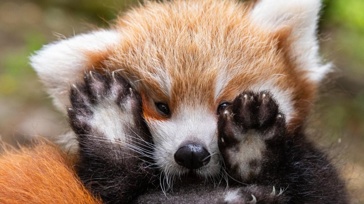 Zoo Rostock zeigt im Sommer erstmals Rote Pandas
