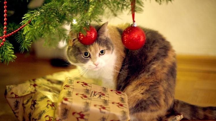 Tückisches Spielzeug: Katzen nicht allein mit Geschenkband lassen