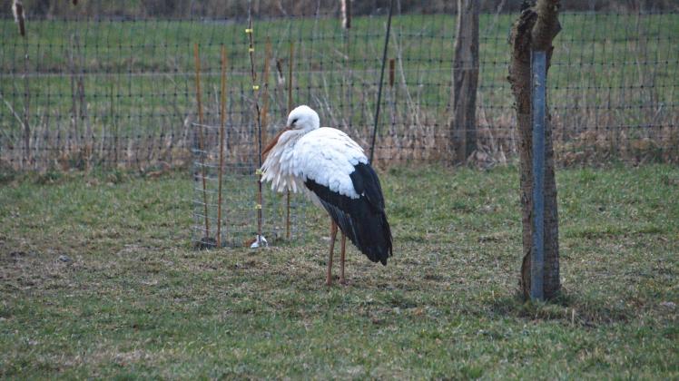 Gibt es hier nach der langen Reise noch etwas zu holen? Der erste Storch in der Elbregion um Neuhaus wurde gesichtet. Auf einem Hühnerhof in Laake.