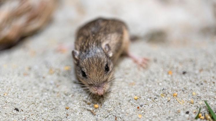 Maus
