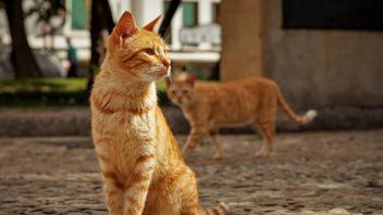 Ronda, Spanien 26. September 2016: Eine Straßenkatze sitzt in Ronda, Italien, auf einer Straße mit Kopfsteinpflaster, im