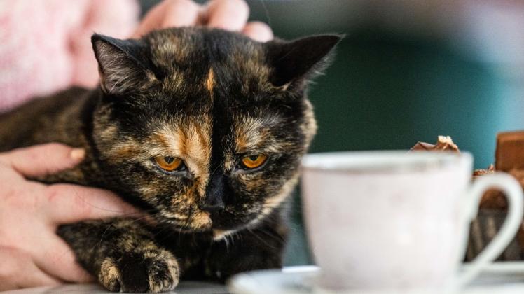 Sechs Britisch-Kurzhaar-Katze