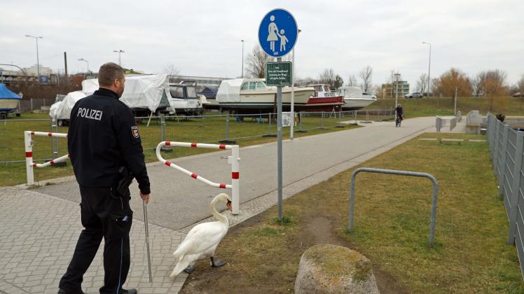 Tierisch kurioser Polizeieinsatz in Rostock: Beamte als Schwanen-Retter unterwegs – „Walter“ sorgt auf Kreuzung für Aufsehen 
