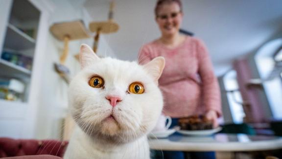 Katze Katze