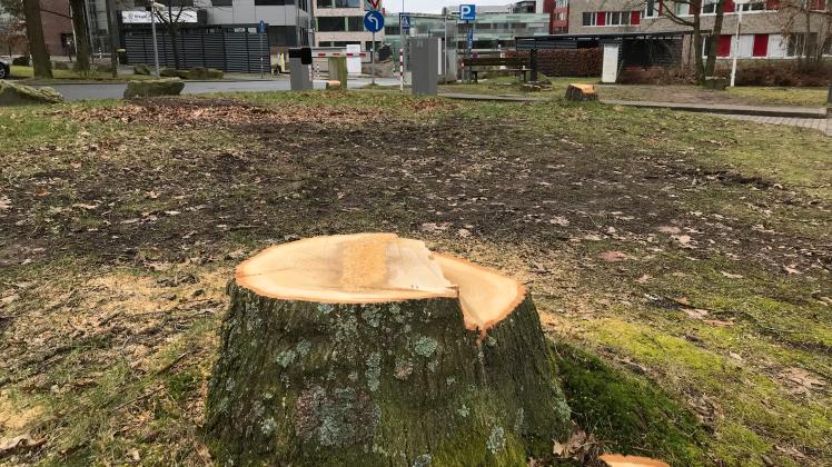 Auf dem Parkplatz P4 des Klinikums Osnabrück sind 45 Bäume verschwunden. Der Platz wird für ein Parkhaus gebraucht. 