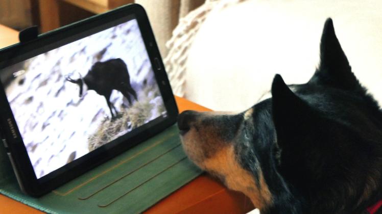 Tiervideos sind eine große Leidenscahft von Islay. Gespannt verfolgt sie, was sich auf dem Bildschirm tut.