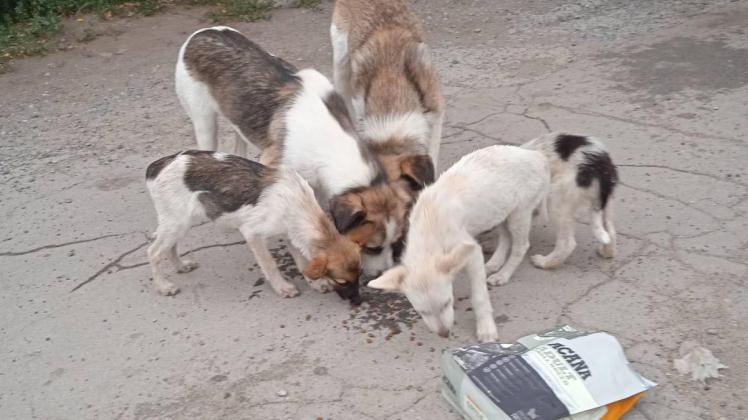 Die Ehrenamtlichen des Vereins White Paw versorgen unter anderem Straßenhunde in Kiew. Manche von ihnen werden ins Emsland gebracht und dort vermittelt. 