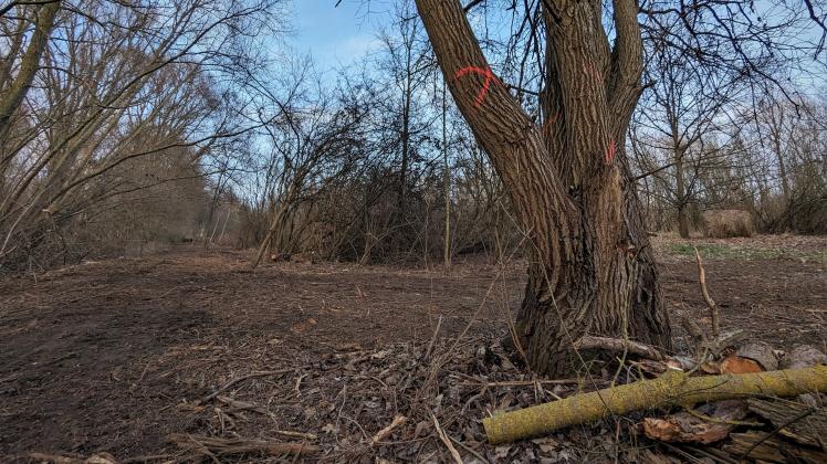 Während zahlreiche Sträucher und Büsche im Schmarler Hundsburgpark entfernt wurden, sind auch Bäume bereits zur Abholzung markiert worden.