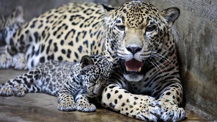 Jaguar mit Nachwuchs
