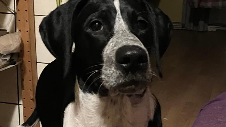 Der Hund gilt als bester Freund des Menschen - trotzdem sind es Tiere und wollen es auch bleiben