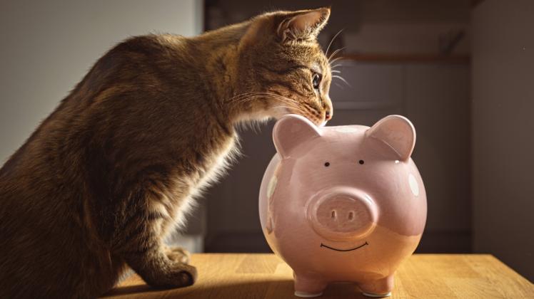 04 September 2021: cute cat looking into piggy bank, symbolic image for cost, vet, bill and donation *** süße Katze sch