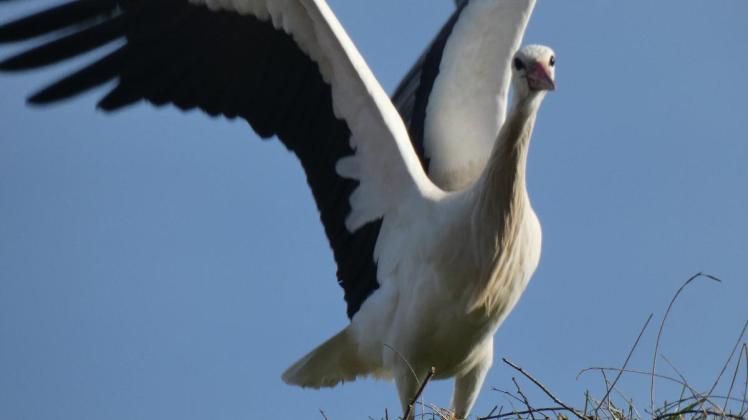 Der Storch ist zurück auf dem Hof Lampen in Rhede, „er hat zur Begrüßung mit den Flügeln gewunken“, meint Klaus Lampen.