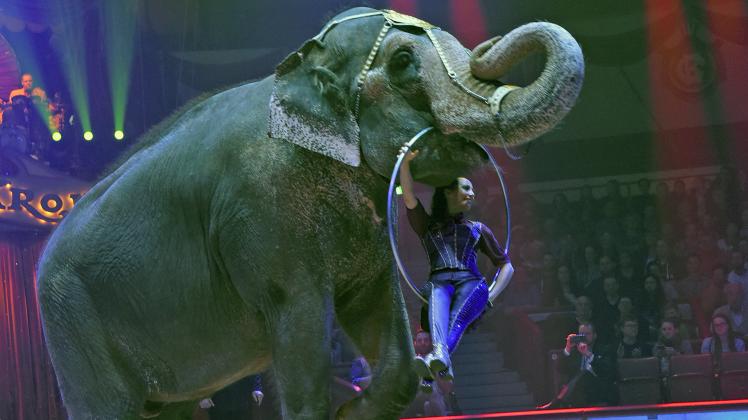 Bundesrat lässt Verbot von Wildtieren im Zirkus scheitern