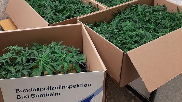 Sichergestellte Cannabispflanzen / Foto: Bundespolizei