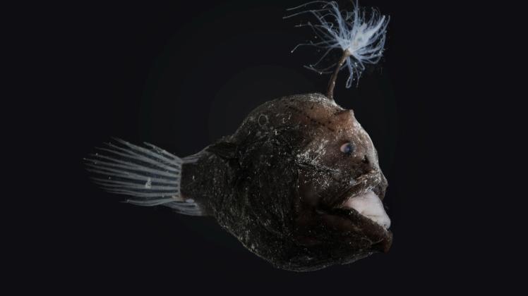 Der Anglerfisch ist einer der zahlreichen merkwürdigen Bewohner der Tiefsee. 