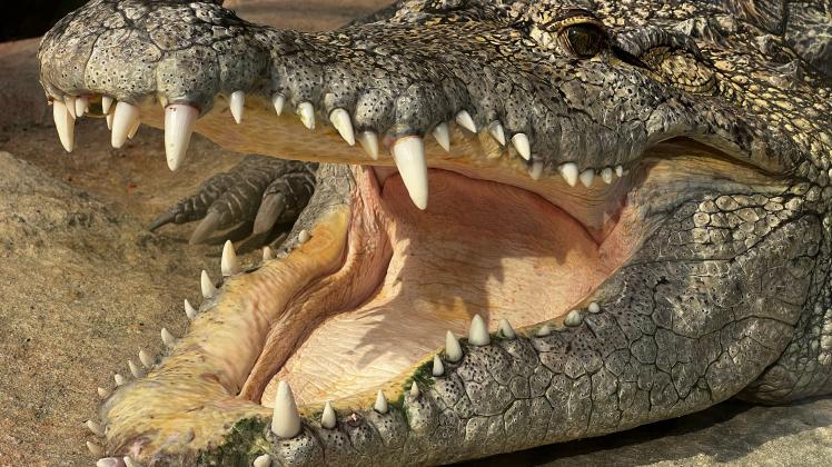 RECORD DATE NOT STATED A closeup shot of a crocodile with an open mouth *** einer closeupe erschossen des einer Krokodil