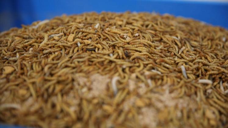 Mehl aus Mehlwürmern – Das Lebensmittel der Zukunft?