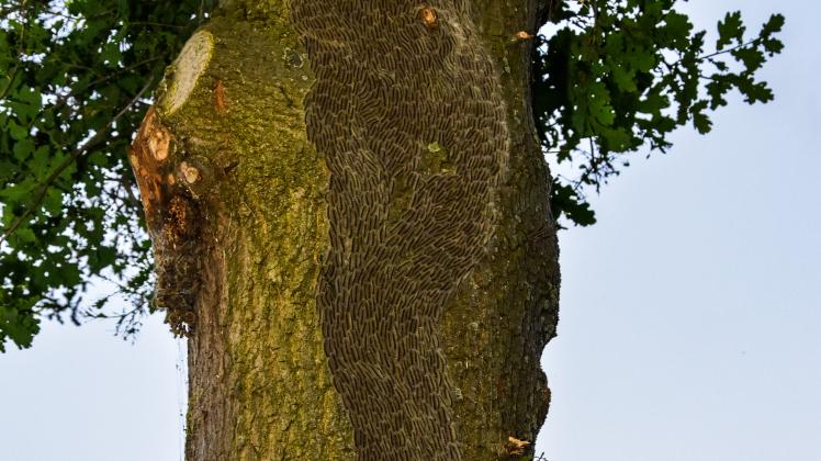 In der Stadt Freren sind 2022 an mehreren Stellen Bäume  prophylaktisch gegen Eichenprozessionsspinner behandelt worden. Dies soll auch 2023 geschehen - hier von den Raupen befallene Eichen in Lengerich.