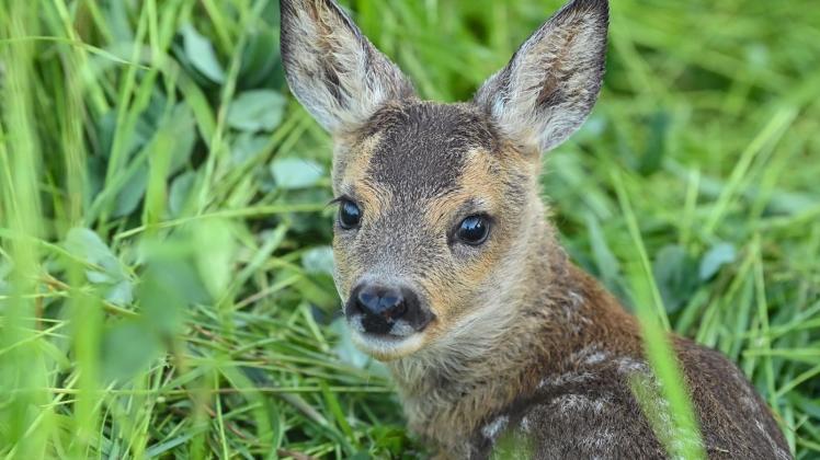 «Bambi»
