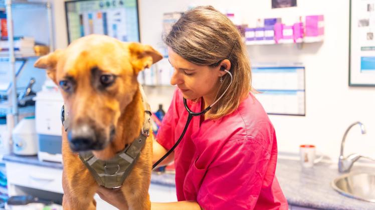 Tierklinik, Tierärztin mit Stethoskop, die einen Hund bei einer Routineuntersuchung untersucht *** animal clinic, Veteri