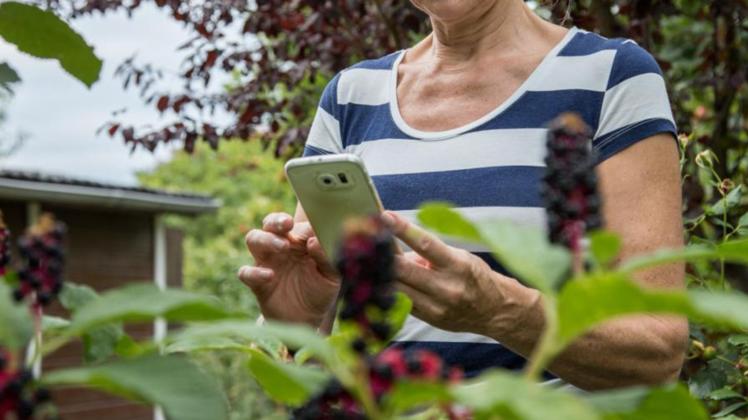 Frau mit Smartphone vor Pflanze