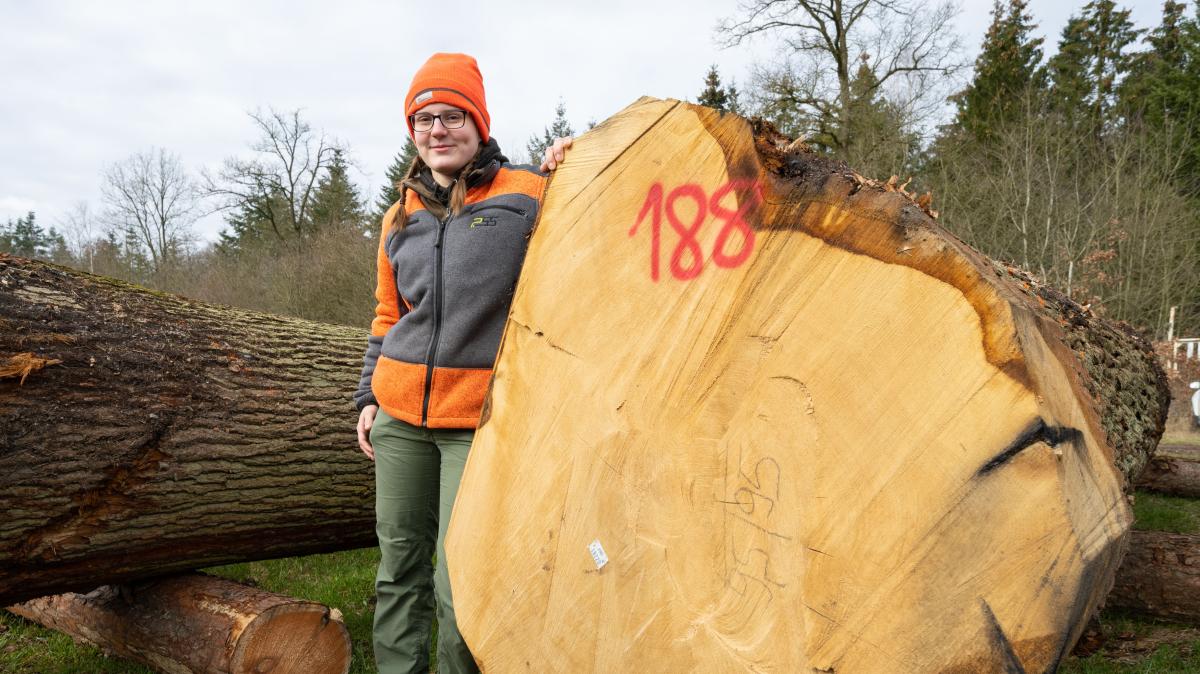 12.958 Euro für Eichenstamm aus SH Holzpreise im Allzeithoch