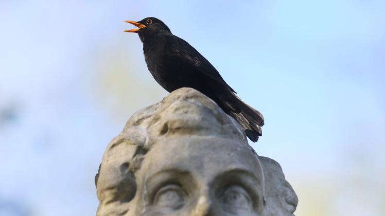 KINA - Serie Singvögel: Sehr früh aufstehen und singen