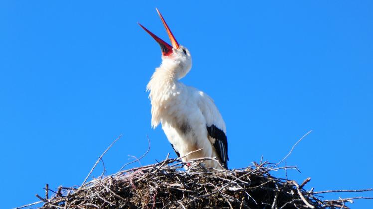Storch auf dem Plaschek-Nest in der Schweriner Straße