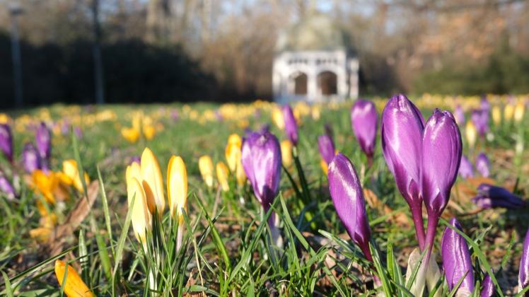 Krokusse in der Morgensonne