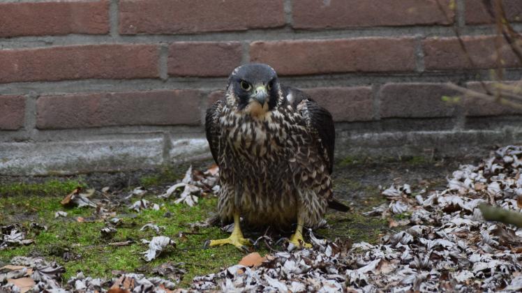 Wandwerfalke vor der Wand der St.-Bonifatius-Kirche in Lingen
