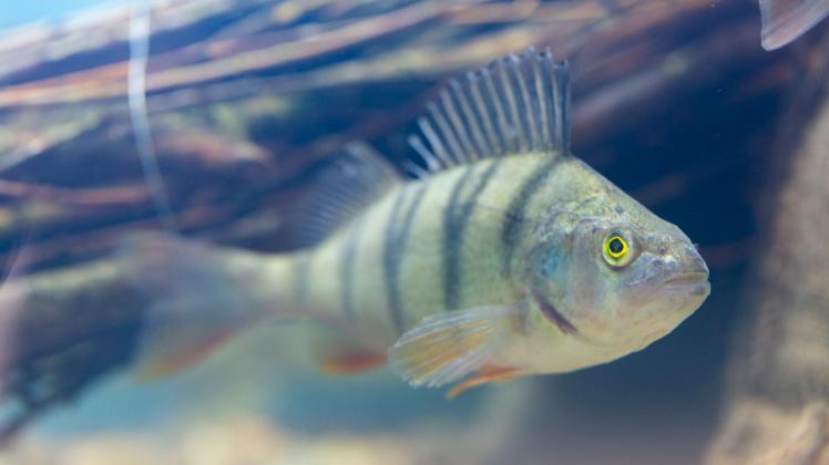 Studie: Lebensräume schaffen ist sinnvoller als Fische einsetzen