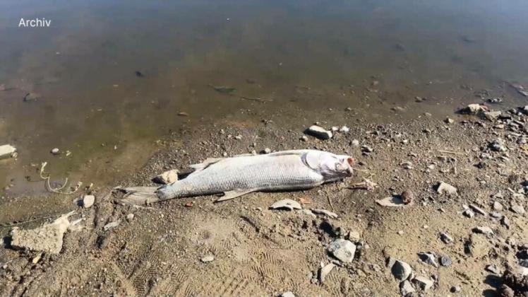 Tote Fische: Greenpeace hält Bergbaukonzerne für Verursacher