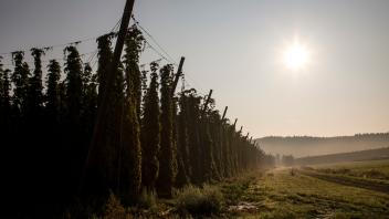 Hop garden sunrise., 13.10.2020, Copyright: xstefanrennerx Panthermedia27275130