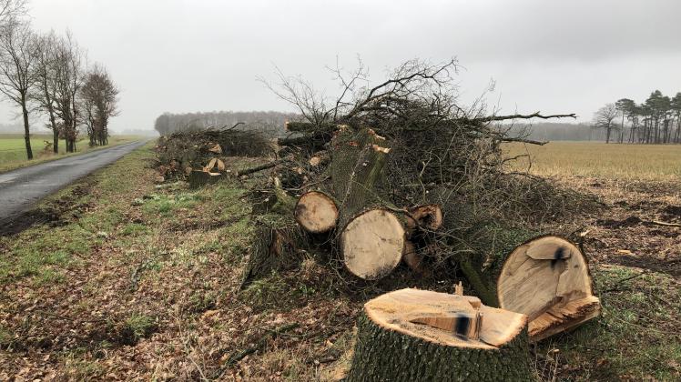 Am Feldteileweg in Rüsfort wurde eine fast 300 Meter lange Baumreihe komplett gefällt.