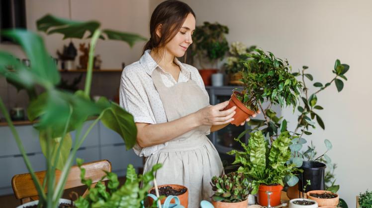 Woman examining potted plant at home model released, Symbolfoto property released, VBUF00234