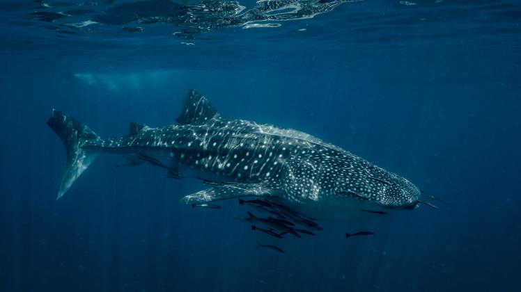 a whale shark - the largest fish in the world - in Thailand Chumphon, Songkhla, Thailand CR_THHE221024D-1012607-01