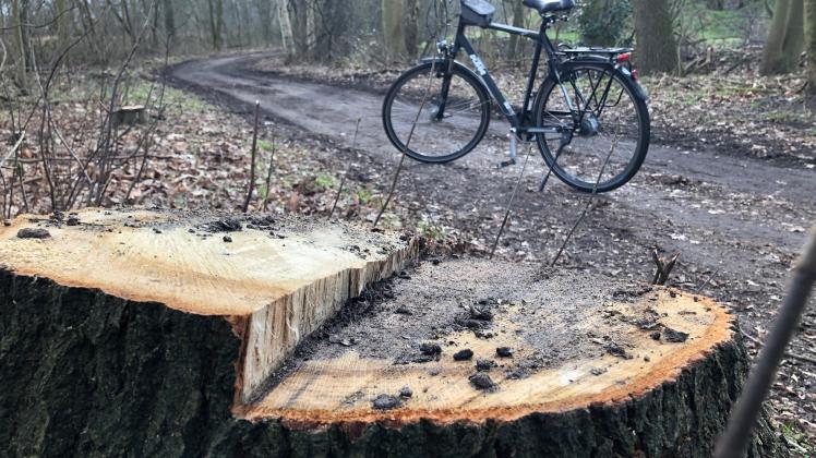 Auch viele alte Bäume mit einem Stammdurchmesser von bis zu 90 Zentimetern sind für den neuen Radweg gefällt worden.