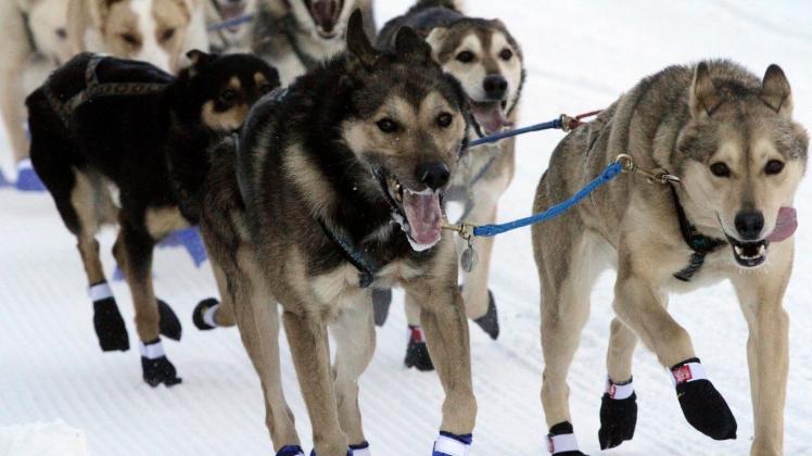 Iditarod - Schlittenhunderennen